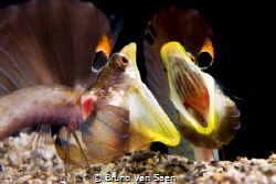 The fighting pikeblenny of the Caribean sea by Bruno Van Saen 